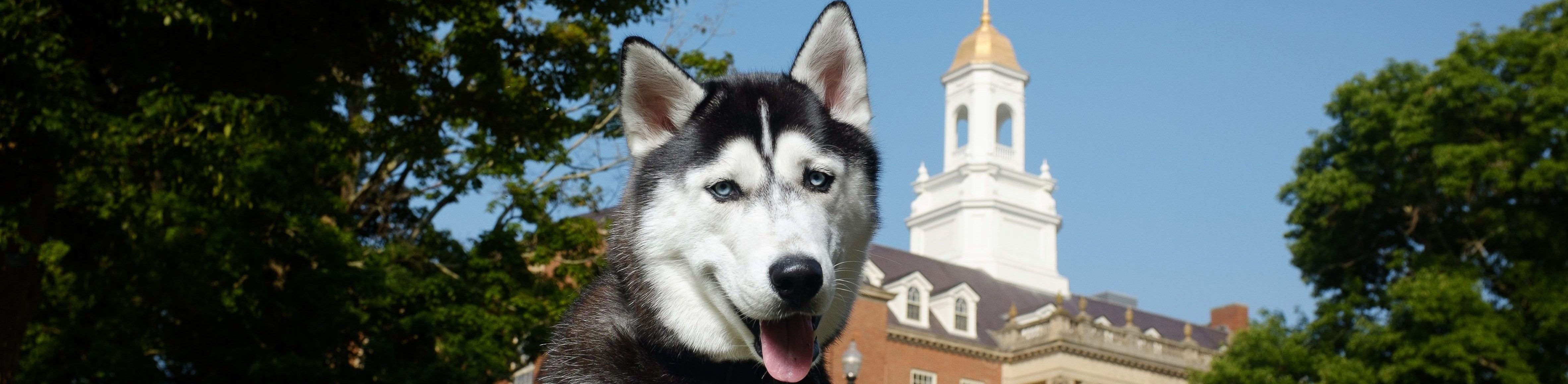Jonathan XIV with the Wilbur Cross Building in the background